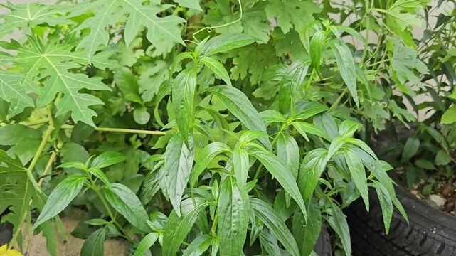 Andrographis paniculata swaying in the wind