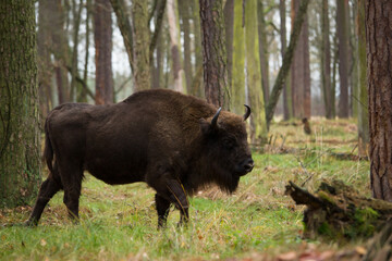 Fototapeta premium Żubry w rezerwacie Pszczyna Jankowice Polska