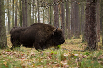 Żubry w rezerwacie Pszczyna Jankowice Polska © kubikactive
