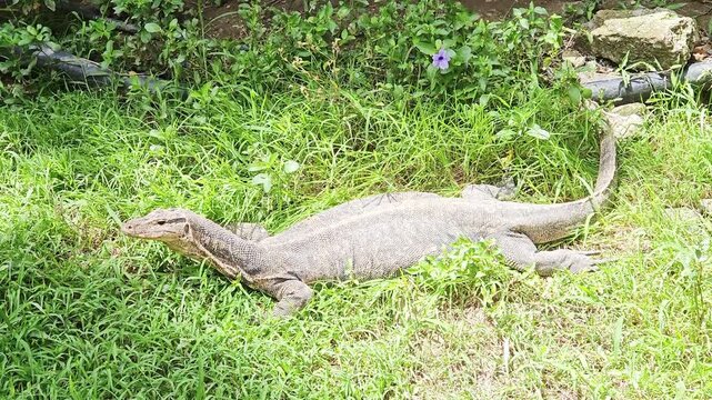 A majestic Asian water monitor lizard (Varanus salvator) reat on grass