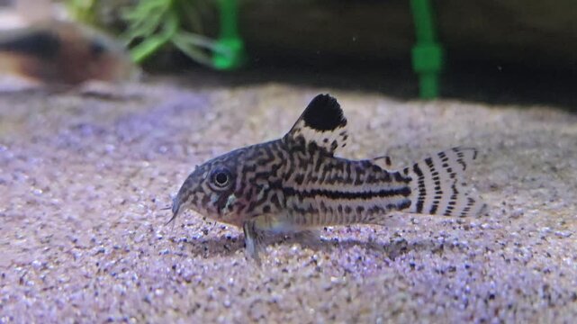 corydoras trilineatus. threestripe corydoras Resting on sand in an Aquarium