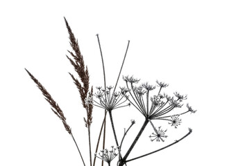 Brittle russet winter reeds and muted grey skeletal plants with delicate crystalline frost, isolated on a transparent background, bright high-key studio light. Concept of winter's quiet resilience