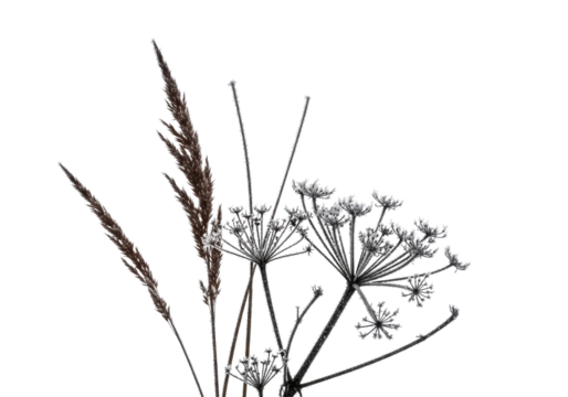 Brittle russet winter reeds and muted grey skeletal plants with delicate crystalline frost, isolated on a transparent background, bright high-key studio light. Concept of winter's quiet resilience