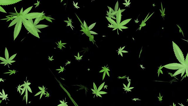 Cannabis marijuana leaf on black background &ndash; Loop Animation, 4K