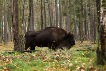 Żubry w rezerwacie Pszczyna Jankowice Polska