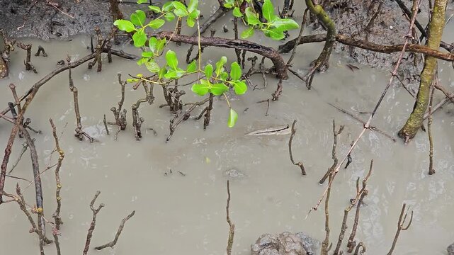 Mangrove forest floor with pools and Mudskipper