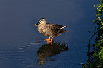 浅い川の上のカルガモ	Spot-billed ducks on a shallow river