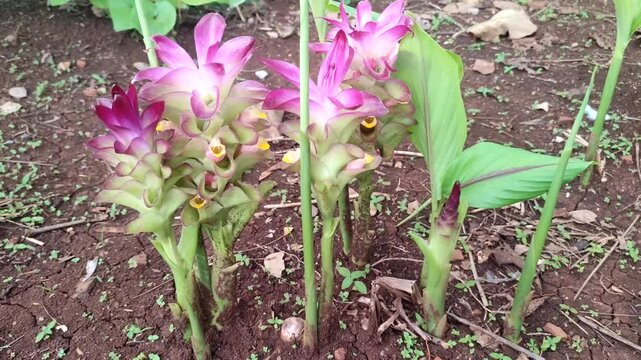 ginger flowers