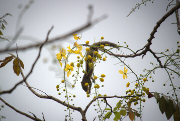 Indian palm squirrel (Funambulus palmarum)
