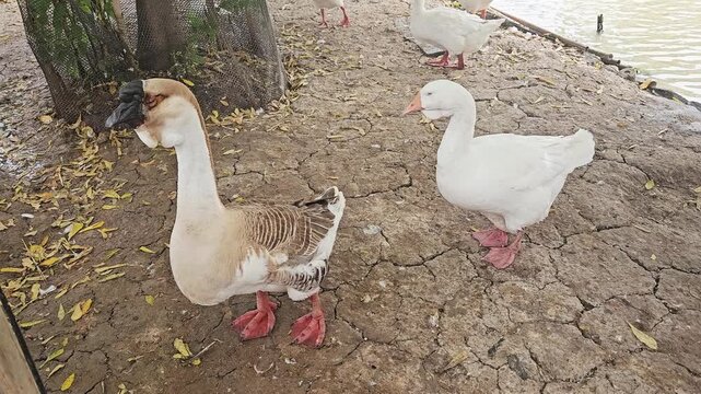 close up Male and female geese , groose standing on the ground