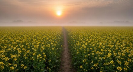 Radiant sunrise over an expansive field of vibrant yellow rapeseed flowers, with a winding dirt path disappearing into a misty horizon vista. illustration
