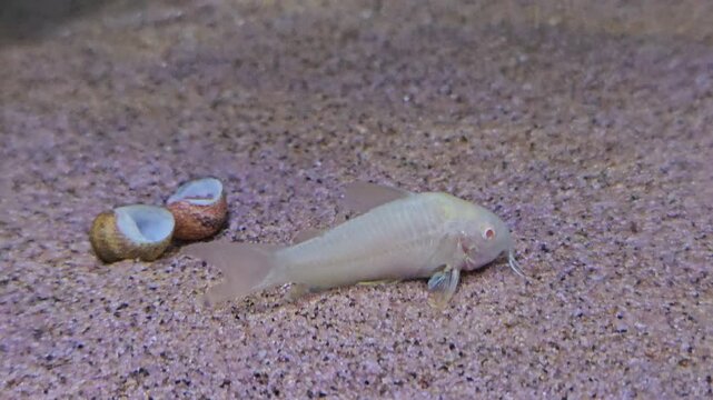 Albino Corydoras (Corydoras aeneus) sifts through the sandy is calming with a shell beside it.