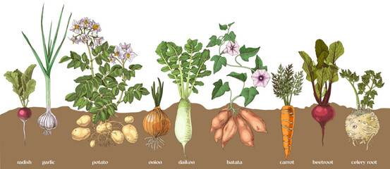 Root vegetables collection sketched vector © Marina Gorskaya