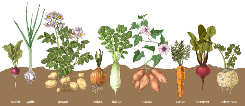 Root vegetables collection sketched vector