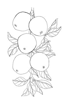 Coloring page with apple tree branch