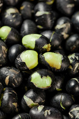 Sprouting Black Beans with Green Cotyledons - Natural Germination Process Close-up