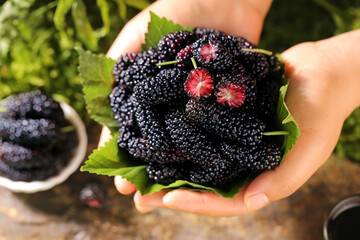 Fresh Black Mulberries in Hands - Organic Summer Fruit Harvest with Green Leaves