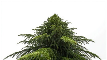 Lush green evergreen tree against bright white sky