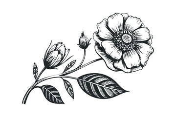 Fototapeta premium Black and white engraving of a flowering plant branch