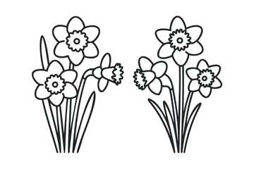 Two bouquets of narcissus flowers line art