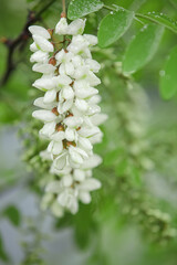White Sophora Tree Flowers Blooming with Water Droplets on Green Leaves in Natural Garden Setting