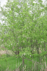 Wild Sophora Tree with White Flower Clusters in Fresh Green Spring Foliage Natural Environment