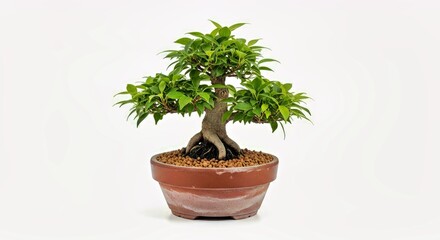Obraz premium Miniature Bonsai Tree in a Pot Isolated on White Background