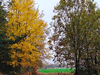 Autumn trees next to an field.