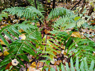 Green fern plant on a forest floor.