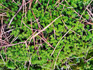 Moss and pine needles backgound.