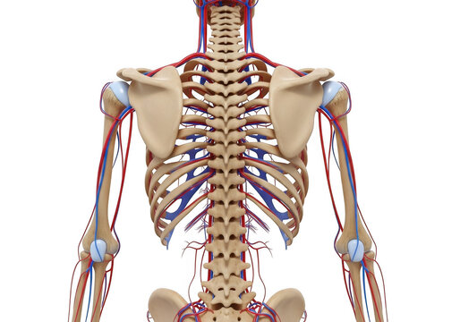Anatomical illustration of the human torso skeleton with arteries and veins, isolated on transparent background