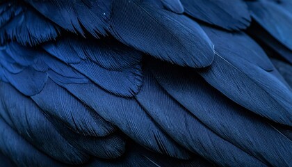 Obraz premium A macro close-up of blue and black bird feather patterns creating a striking natural texture and abstract wallpaper detail