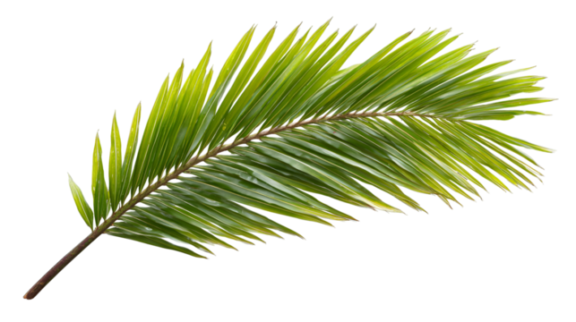 A single vibrant green palm frond with delicate leaves against a stark black background