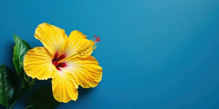 Yellow hibiscus flower on blue background