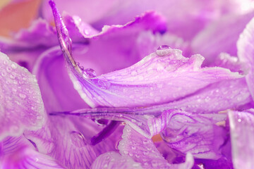 水に濡れたカーネーションの紫色の花びらのマクロ撮影01