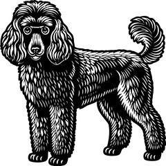 A detailed, grayscale line drawing of a standard poodle dog is centered on a white background. The poodle is in a standing pose, its body oriented to the right, though its head is turned slightly to f