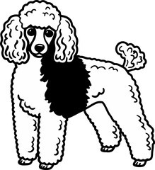 A detailed, grayscale line drawing of a standard poodle dog is centered on a white background. The poodle is in a standing pose, its body oriented to the right, though its head is turned slightly to f