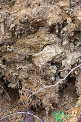 崩れた地面と植物の根