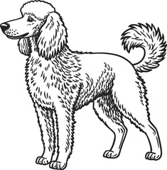 A detailed, grayscale line drawing of a standard poodle dog is centered on a white background. The poodle is in a standing pose, its body oriented to the right, though its head is turned slightly to f