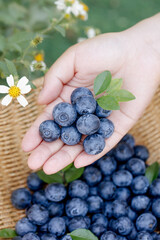 Fresh Blueberries in Hands with Basket - Healthy Organic Fruit Harvest