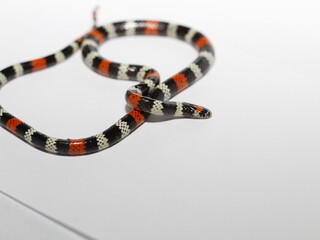 Naklejka premium snake in a row