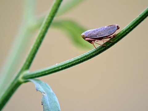 Macro Leafhopper Cicadellidae Green Stem Agricultural Pest