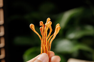 Cordyceps Mushroom Traditional Chinese Herbal Medicine Natural Health Supplement Ingredient © KieuBich