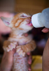 Feeding newborn kitten with bottle of milk
