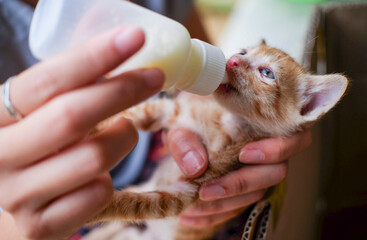 Feeding newborn kitten with bottle of milk