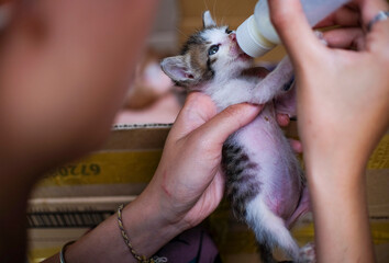 Feeding newborn kitten with bottle of milk