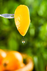 Fresh Loquat Fruit Slice on Fork Panzhihua Yunnan China Alpine Tropical Juice Droplet Green Background