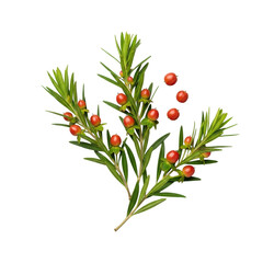 Lush green botanical sprigs, slender leaves, glossy reddish-brown berries, arranged on clean transparent studio background, high-angle macro, concept of natural product beauty