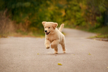 Energetic golden retriever puppy running on a path in nature. The photo conveys happiness, freedom, and playful energy of a young dog enjoying the outdoors.