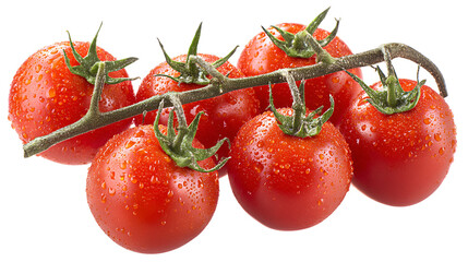 Fresh ripe red roma tomatoes hanging on a vine with water droplets against a black background